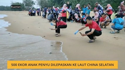 500 ekor anak penyu dilepaskan ke Laut China Selatan