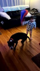 Tug-o-War Rope Interrupts Play Session Between Toddler and Dog