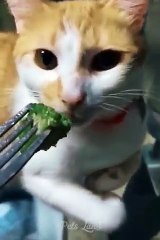 Funniest Cats and Dogs Videos LOL 8