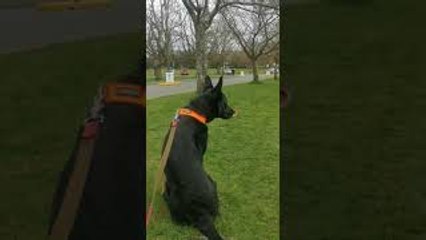 Dogs Reunite After 7-Months of Being Apart