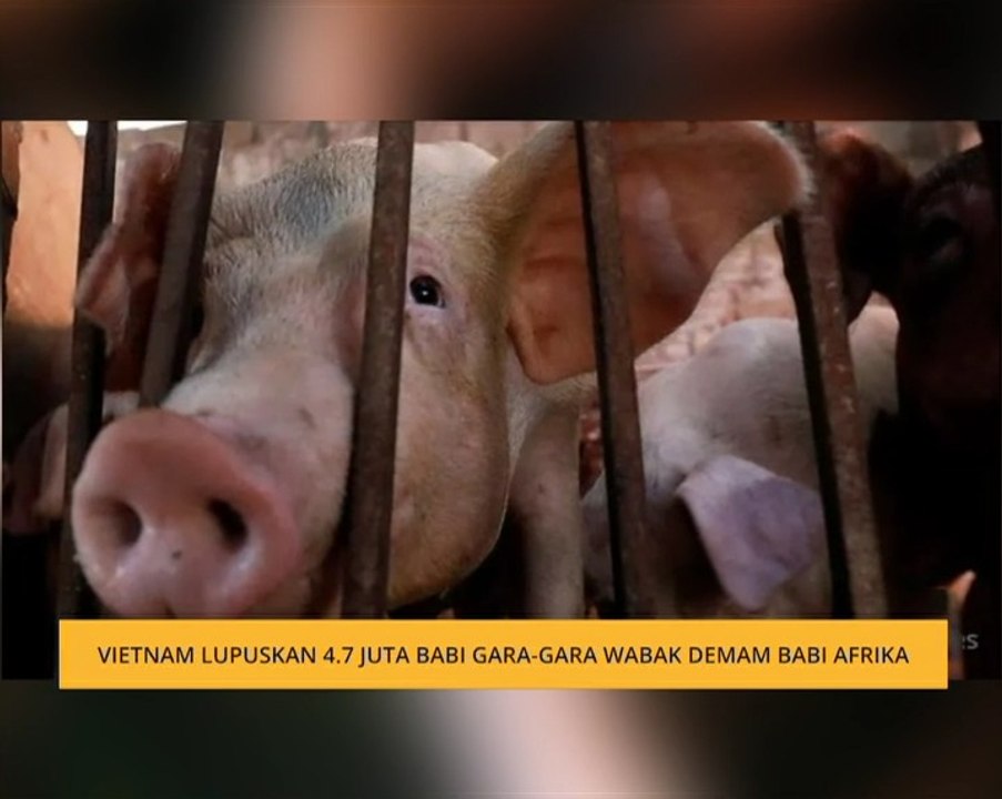 Vietnam lupuskan 4.7 juta babi gara-gara wabak demam Babi Afrika