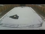 Dog Decides to Take a Load off on Pool Cover During Snow Storm