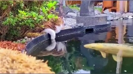 Kucing lucu Pintar Ngerjain Ikan