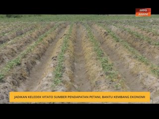 Jadikan keledek vitato sumber pendapatan petani, bantu kembang ekonomi