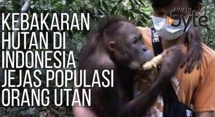 #AWANIByte: Kebakaran hutan di Indonesia jejaskan populasi Orang Utan