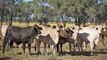Lorne, Blackall | March 2022 | Queensland Country Life