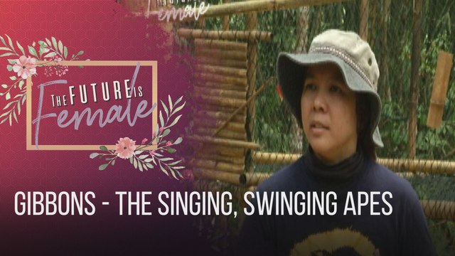 The Future is Female: Gibbons - The Singing, Swinging Apes