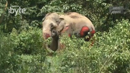 #AWANIByte: Gajah betina parah dilanggar keretapi