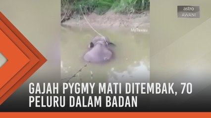 Gajah pygmy mati ditembak, 70 peluru dalam badan
