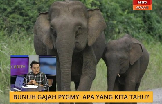 Cerita Sebalik Berita: Bunuh gajah pygmy: Apa yang kita tahu?