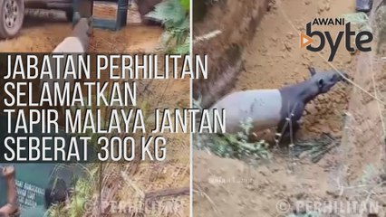 #AWANIByte: Jabatan Perhilitan selamatkan Tapir Malaya jantan seberat 300 kg