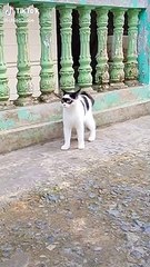 Chiếc mèo có nhan sắc như đeo mặt nạ người dơi