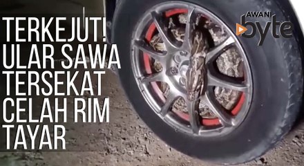 #AWANIByte: Pemandu di Thailand terkejut, ular sawa tersekat di celah rim tayar