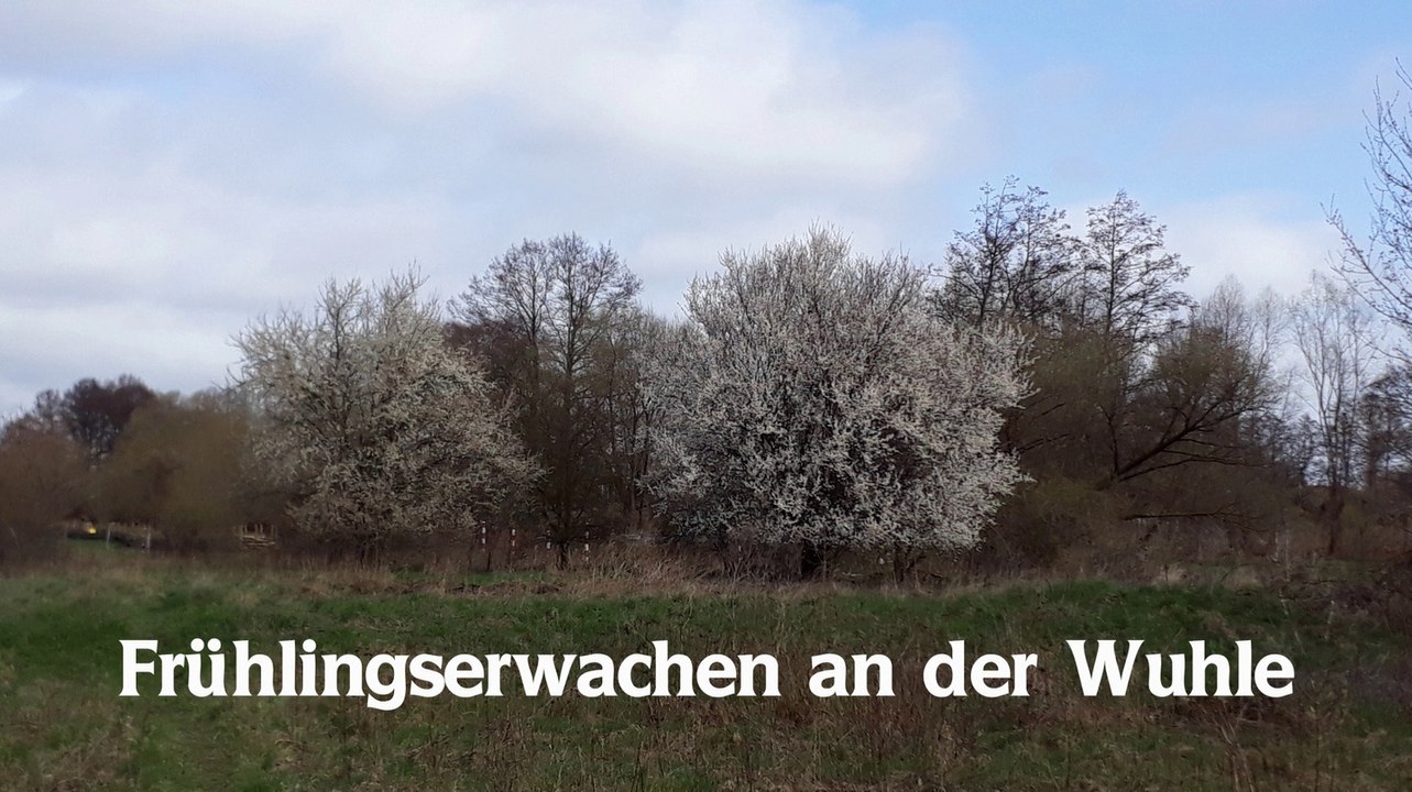 Frühlingserwachen an der Wuhle