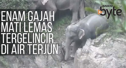 #AWANIByte: Enam gajah mati lemas tergelincir di air terjun