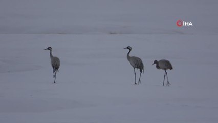 Turnalar 30 yıl aradan sonra Yüksekova'ya yeniden geldi