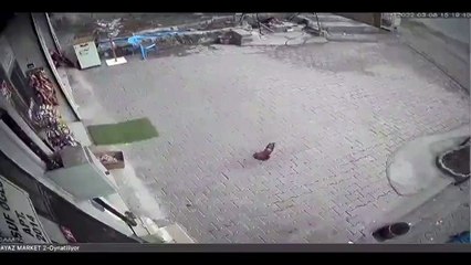 Bakkaldan cips çalan horoz kameralara yakalandı