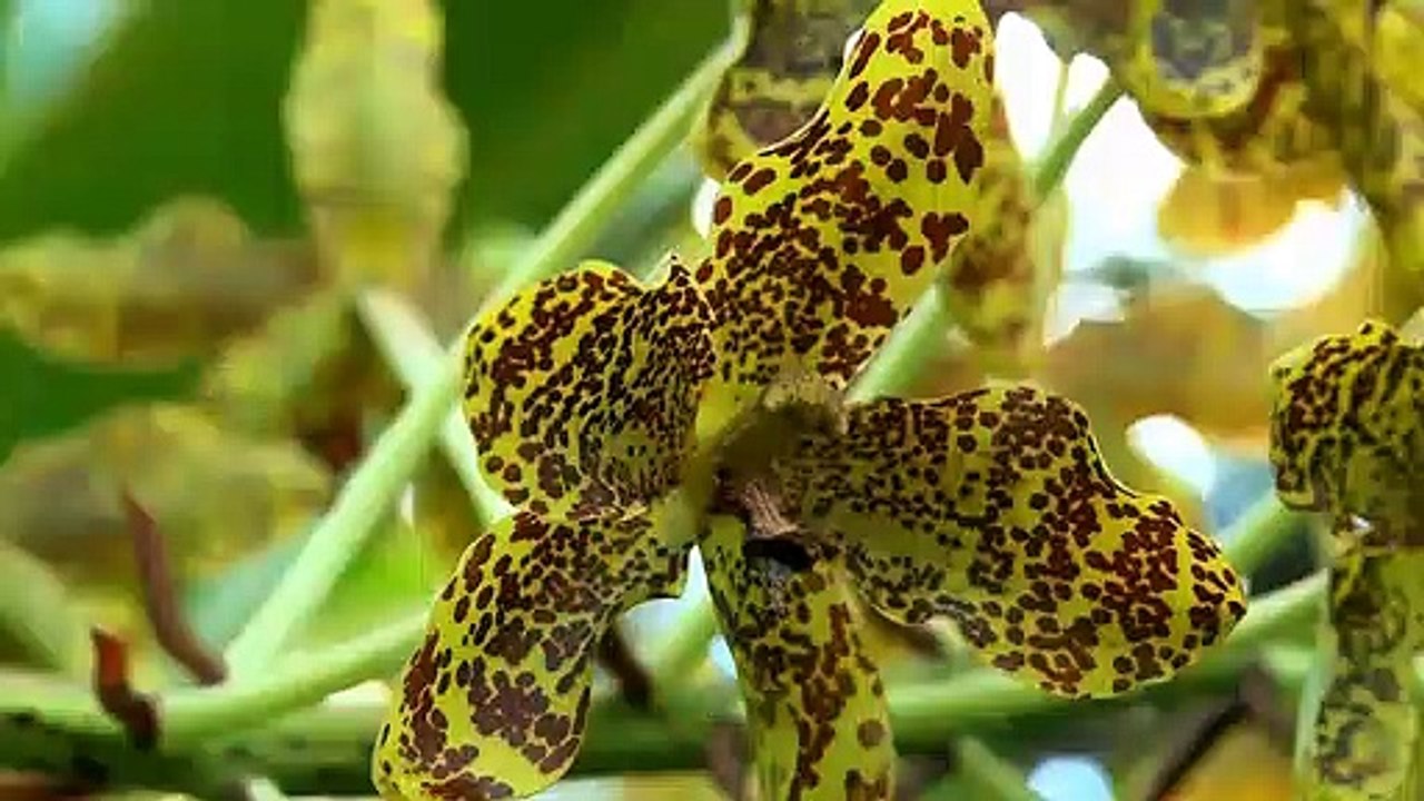 Relaxing Music Sape Borneo - NOE