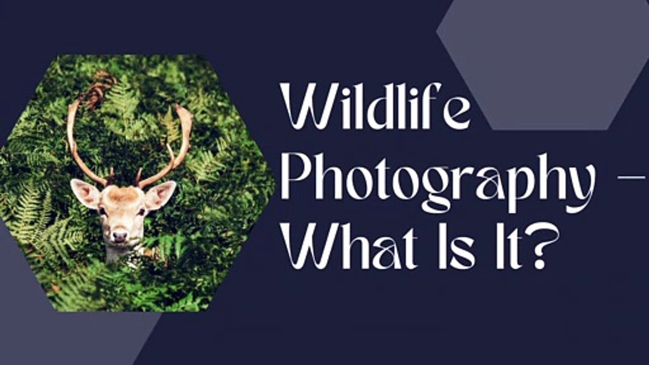 START WITH WILDLIFE PHOTOGRAPHY BY MOHIT BANSAL CHANDIGARH1