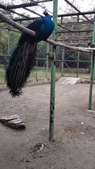 Big Peacock Video By Kingdom of Awais