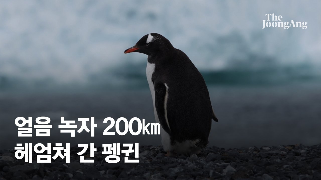 얼음 녹자 200㎞ 헤엄쳐 간 남극 펭귄…바다 얼음 역대 최저[영상]