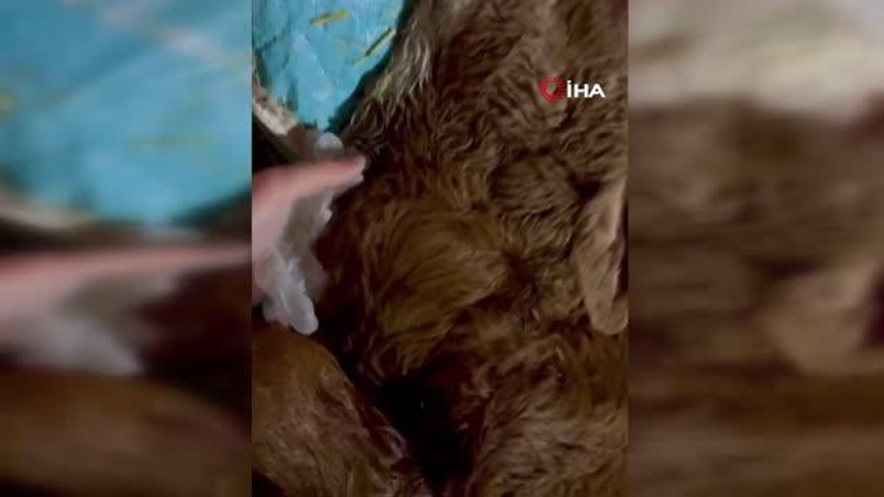 Bu buzağının kalbi boynunda atıyor-Kalbi boynunda doğan buzağı, veteriner hekimi bile şaşırttı