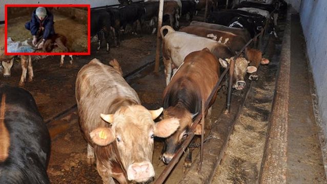 Hamile inek ahırda saatlerce savaştı, yeni doğan buzağın kalbine dokunan veteriner acil tutanak istedi