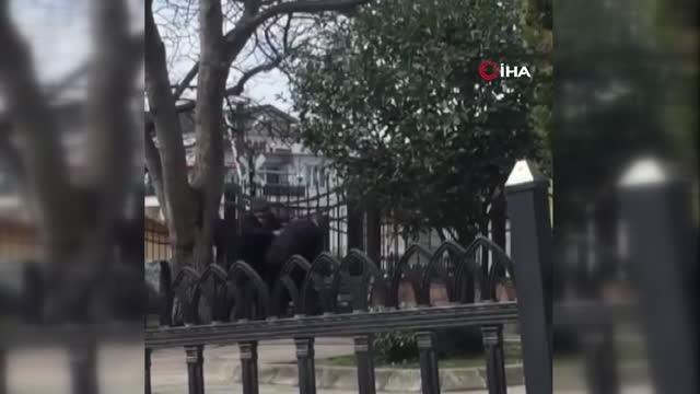 Son dakika... Şehrin göbeğinde yaşlıların kavgası kamerada