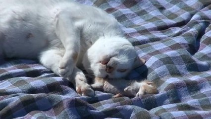 KEDİ, ÖLEN YAVRUSUNU KİLİMİN ÜZERİNE TAŞIYIP, YALADI