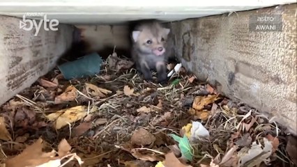 #AWANIByte: Tujuh anak musang berjaya diselamatkan daripada tersekat bawah rumah