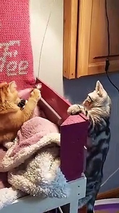 Cat funny chat4