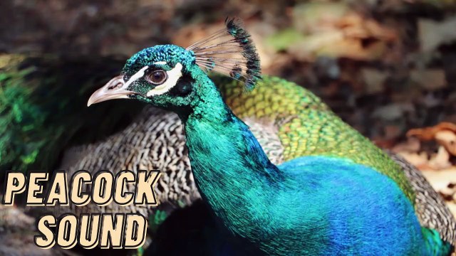 Bird Peacock Noise Sound Effect | Peacock Voice Video By Kingdom Of Awais