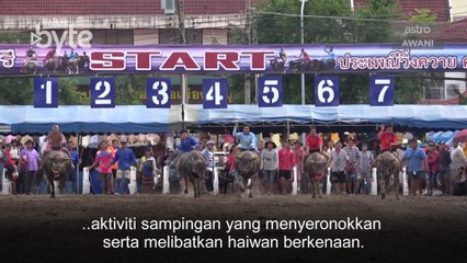 #AWANIByte: Festival Kejuaraan Lumba Kerbau Chonburi berjaya tarik pegunjung dalam dan luar negara