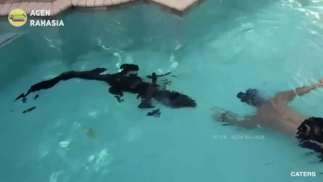 KETEMU PAWANG NYA LANGSUNG DIEM ☠️‼️❌HEWAN BUAS MASUK KE DALAM RUMAH