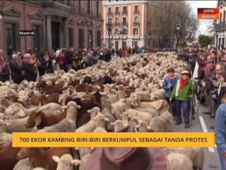 700 ekor kambing biri-biri berkumpul sebagai tanda protes
