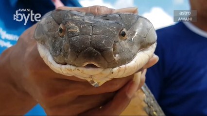 #AWANIByte: Keberanian penangkap ular Panya Tulyasuk