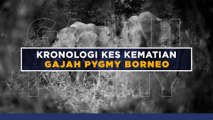 [INFOGRAFIK] Kronologi kes kematian gajah Pygmy Borneo