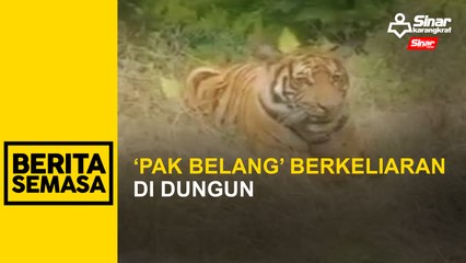 ‘Pak belang’ berkeliaran di Dungun