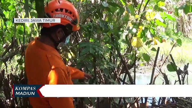 Kemunculan Buaya Muara Resahkan Warga