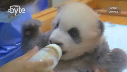 #AWANIByte: Syarikat Makanan ambil alih jaga anak panda