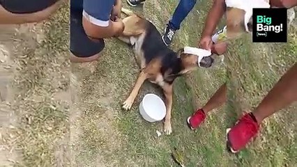 Maltrato animal en La Plata