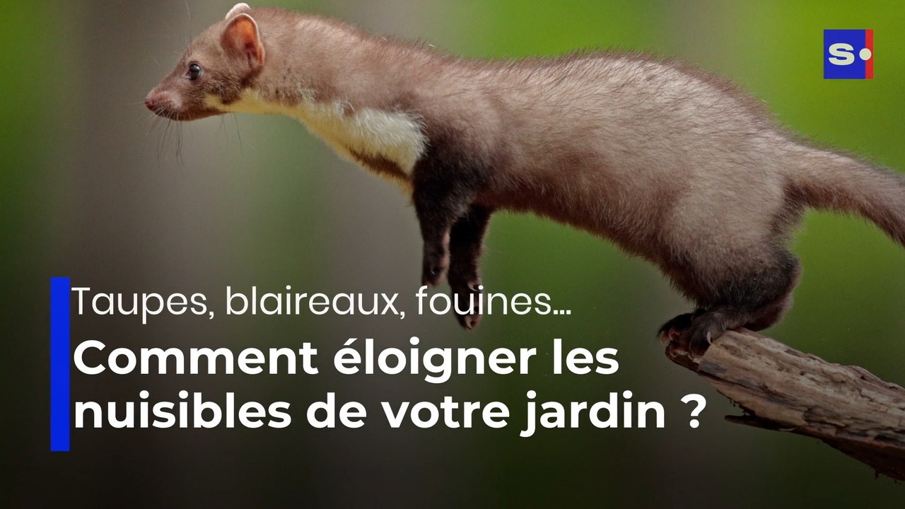 Taupes, blaireaux, fouines : comment éloigner les nuisibles ?