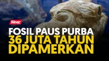 Fosil paus purba 36 juta tahun dipamerkan