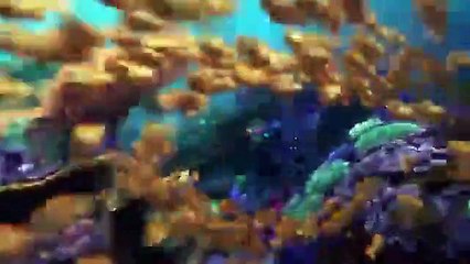 Le Monde de Dory - bande annonce (VF)