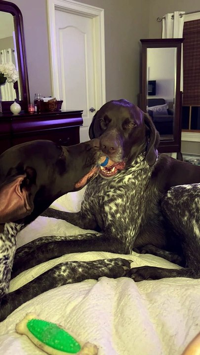 Dogs Fall Asleep Fighting Over Ball