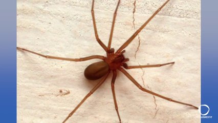 Veneno Mortal: Os Perigos Ocultos da Aranha Marrom