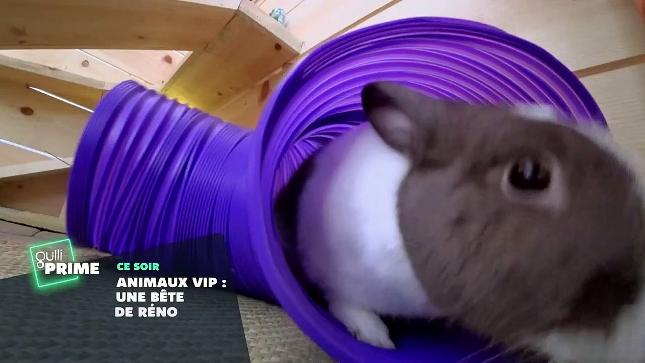 Animaux VIP : une bête de Réno - 16 mars