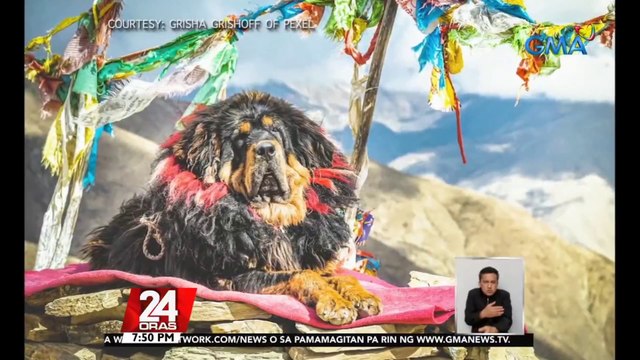 #KuyaKimAnoNa: Tibetan Mastiff , isa sa mga pinakamahal na aso na aabot sa mahigit $1-M o katumbas ng mahigit P52-M ang halaga | 24 Oras