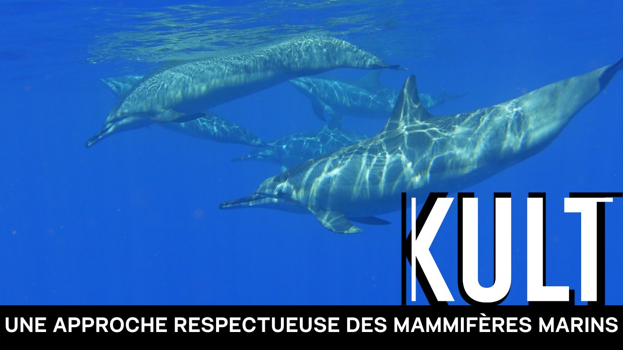 Une approche respectueuse des mammifères marins