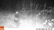 Brackenhurst polecat sighting